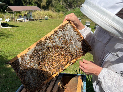 Bird And Bee Hawaii-霍诺卡阿必去景点