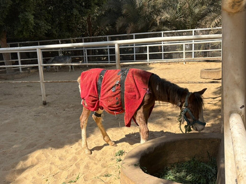 ACE - Animal Care in Egypt-卢克索必去景点