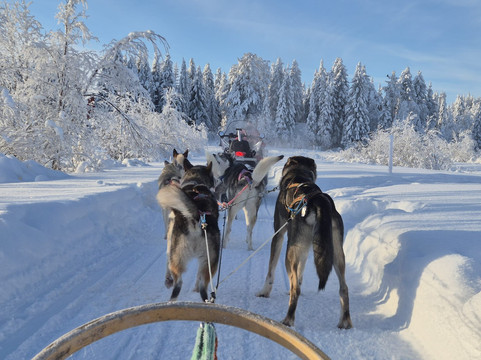 Era-Susi Huskies - Day Tours-Rukatunturi必去景点