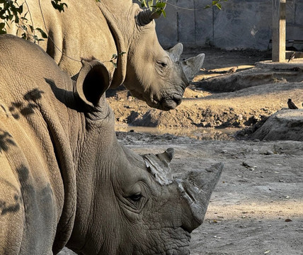 Almaty Zoo-阿拉木图必去景点