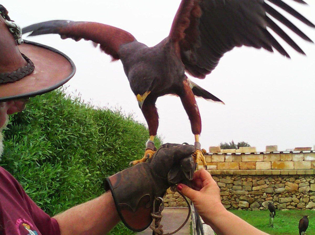 Malta Falconry Centre-Siggiewi必去景点