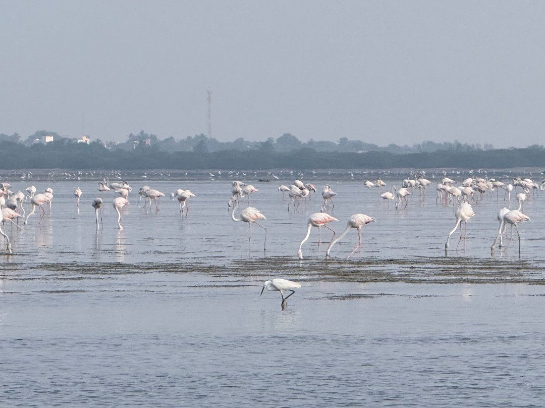 Pulicat Boating - Roy Pulicat Lake Boating-Pulicat必去景点