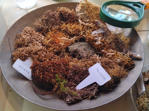 Hattori Botanical Laboratory-日南市必去景点