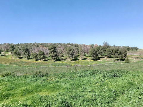 Yatir Forest-Arad必去景点