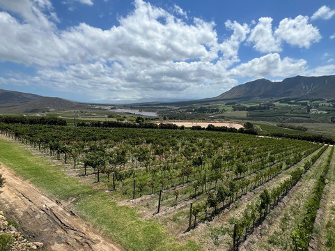 Newton Johnson Family Vineyards-赫曼努斯必去景点