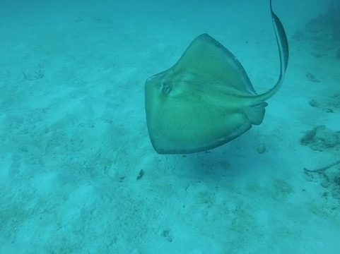 Tropical Sea Divers-博卡奇卡必去景点