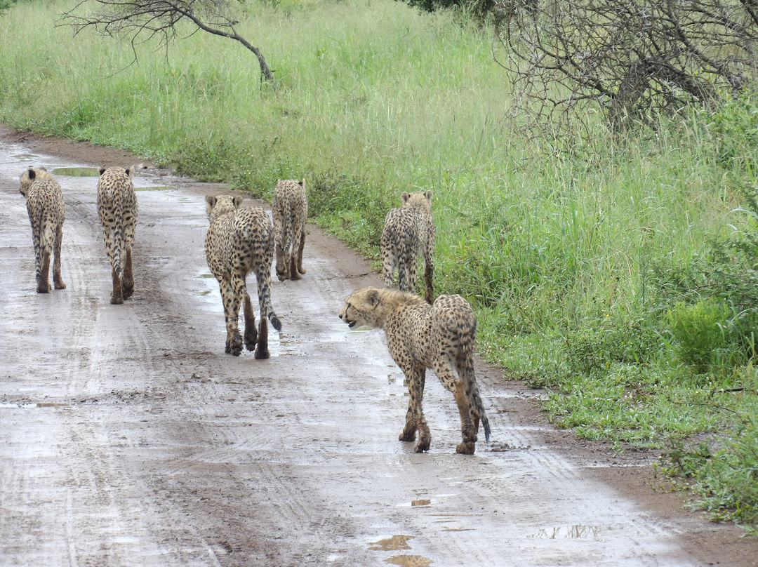 Bayala Private Safari Lodges主图