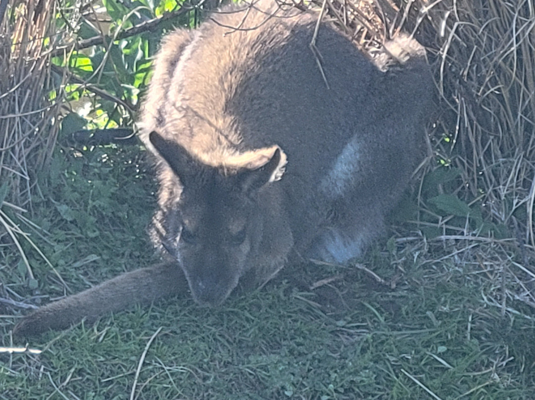 Corsica Zoo-Olmeta di Tuda必去景点