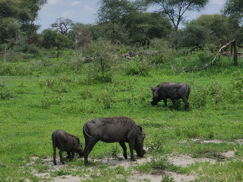 Altezza Travel-莫西必去景点