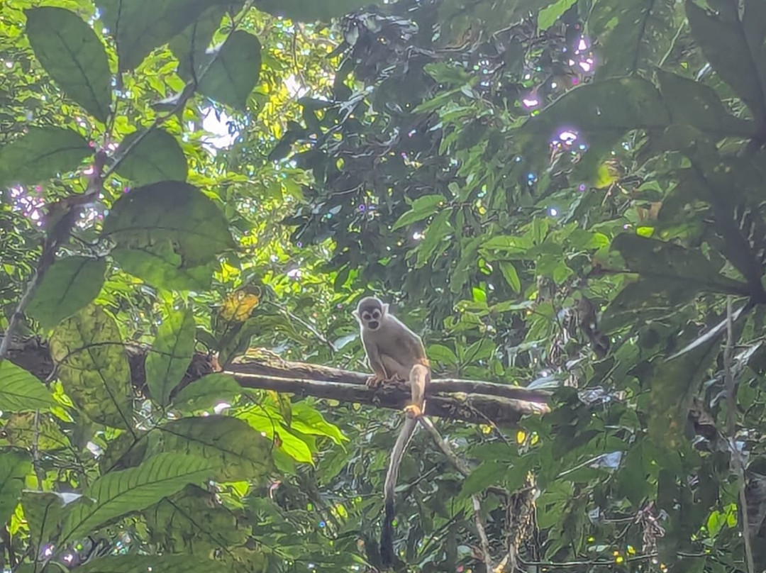 Parque Nacional del Yasuni - Fernando guia en la Amazonia-Coca必去景点
