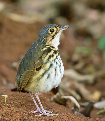 Oro Verde Biological Reserve-乌维塔必去景点
