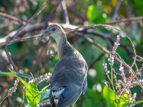 Circle B Bar Reserve-莱克兰必去景点