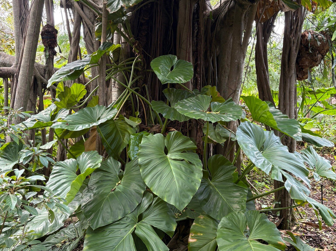 Deerfield Beach Arboretum-迪尔菲尔德比奇必去景点