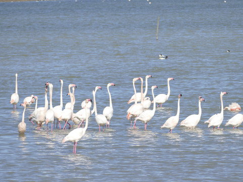 Riserva di Vendicari-诺托必去景点
