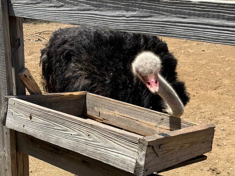 Curacao Ostrich Farm-库拉索必去景点