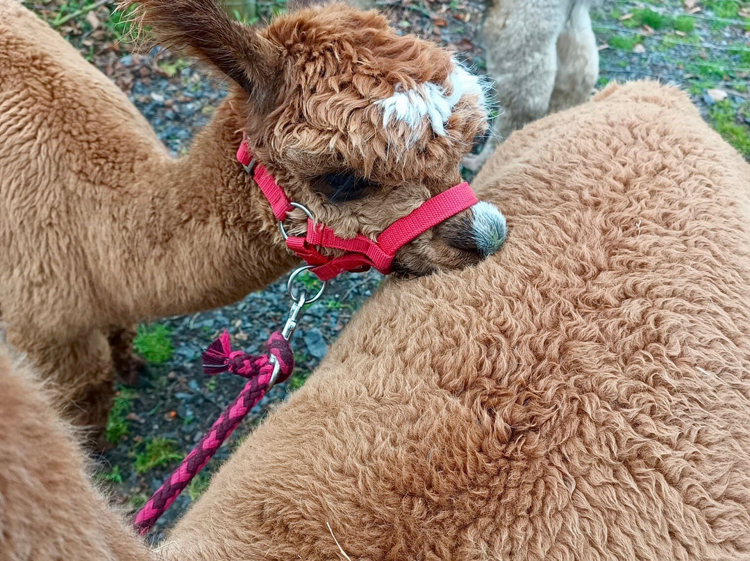 Alpaga Normandie - Animaux Miniatures-巴约必去景点