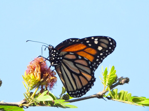 Village Walk Bar & Grill