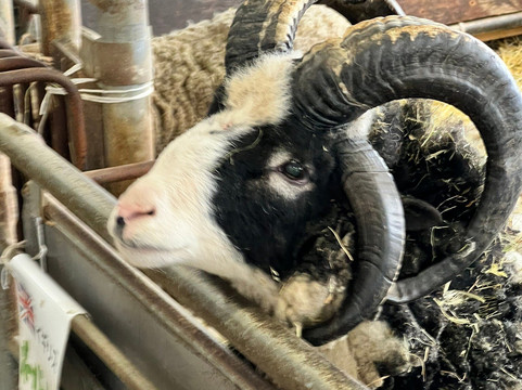 World Sheep Museum-士别市必去景点