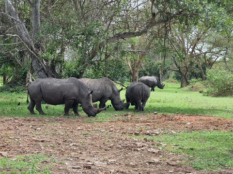 Mamaland Safaris-坎帕拉必去景点