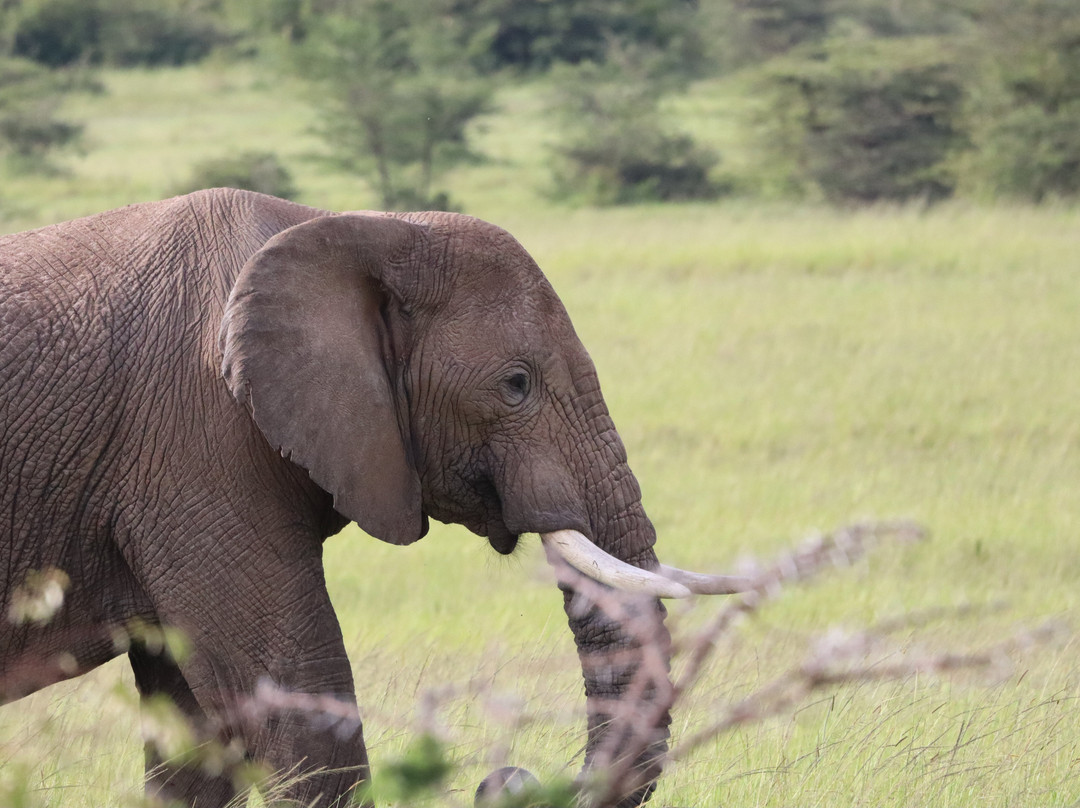 Siraam Tours and Travels-内罗毕必去景点