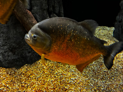 OdySea Aquarium-斯科茨代尔必去景点