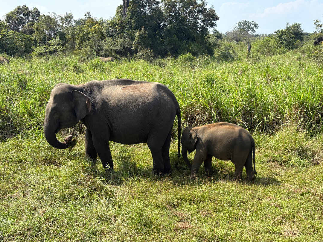 Minneriya | kawdulla Jeep safari-Minneriya必去景点