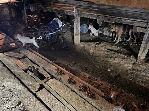 Koh Mak Temple-玛岛必去景点