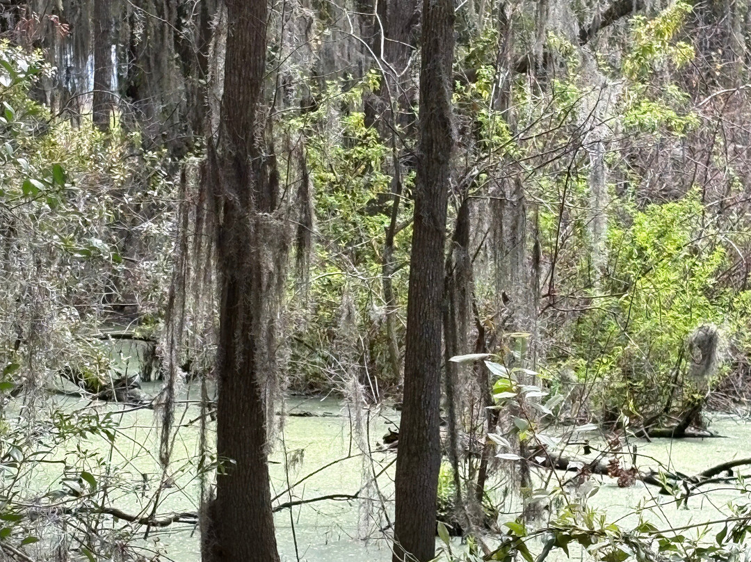 Cypress Wetlands-Port Royal必去景点
