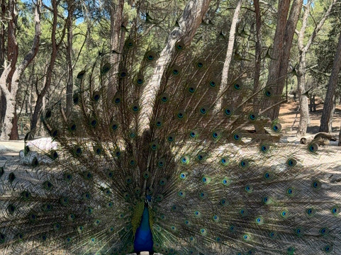 Plaka Forest-Kós必去景点