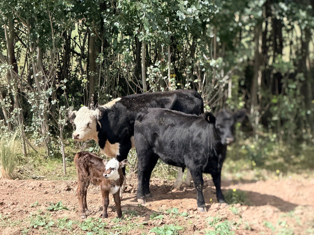 Vivacs Del Plata-Tupungato必去景点