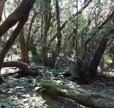 加拉霍埃国家公园-La Gomera必去景点