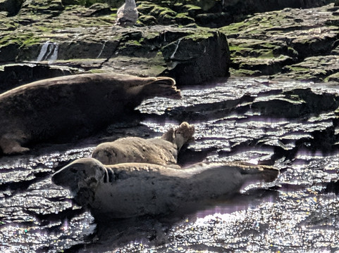 Billy Shiel's Boat Trips-Seahouses必去景点