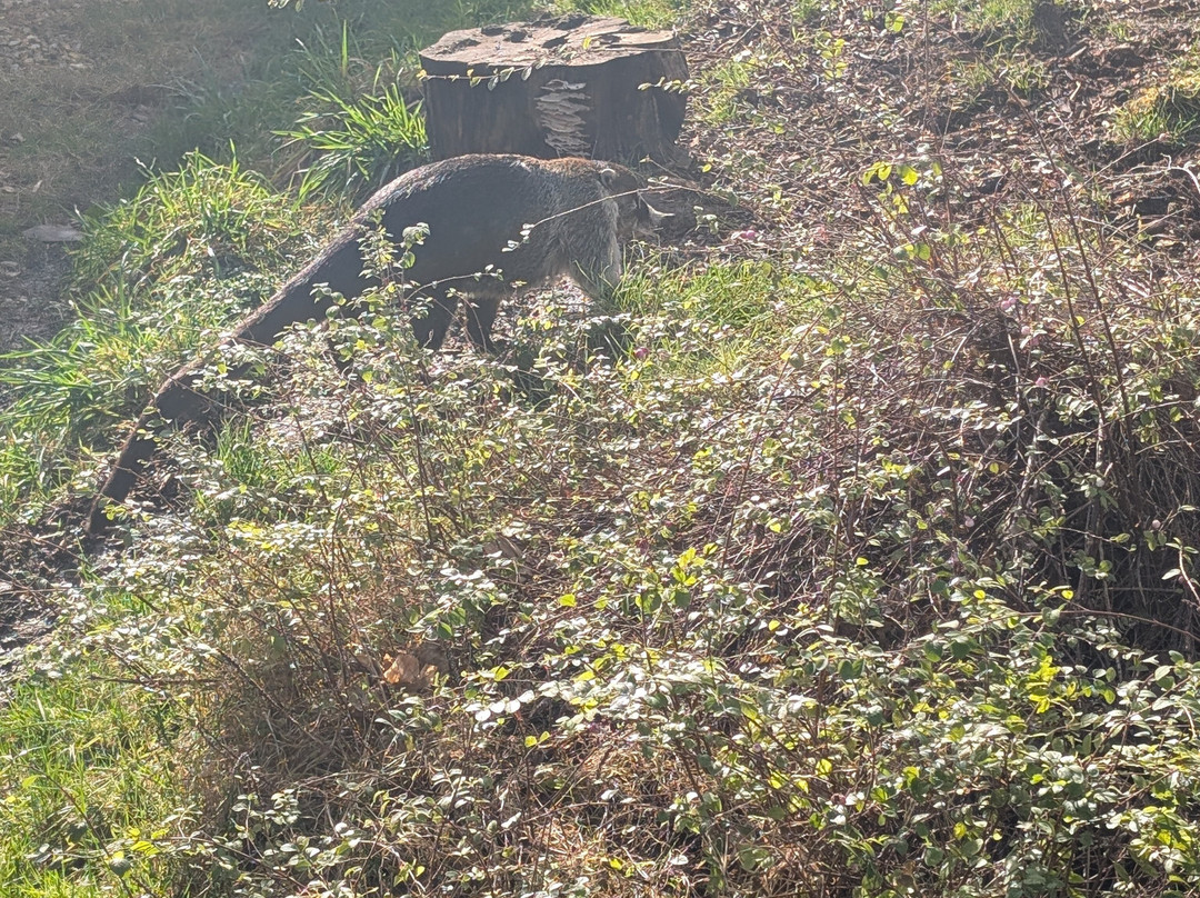 Shepreth Wildlife Park-Shepreth必去景点