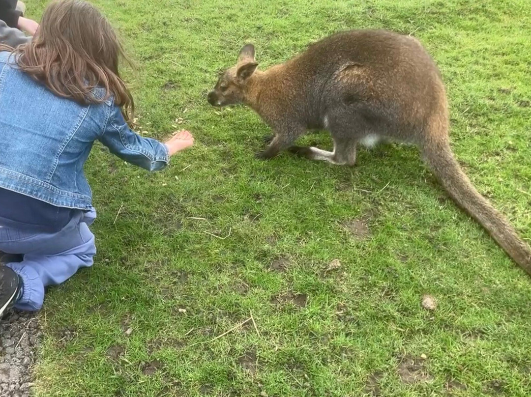 Matlock Farm Park-马特洛克必去景点