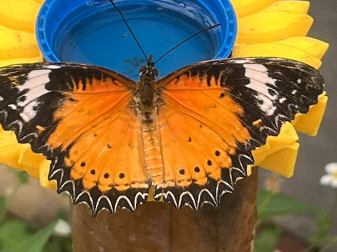 The London Butterfly Gardens-贝克斯利希斯必去景点