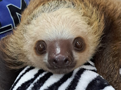 Sloth Sanctuary of Costa Rica-卡维塔必去景点