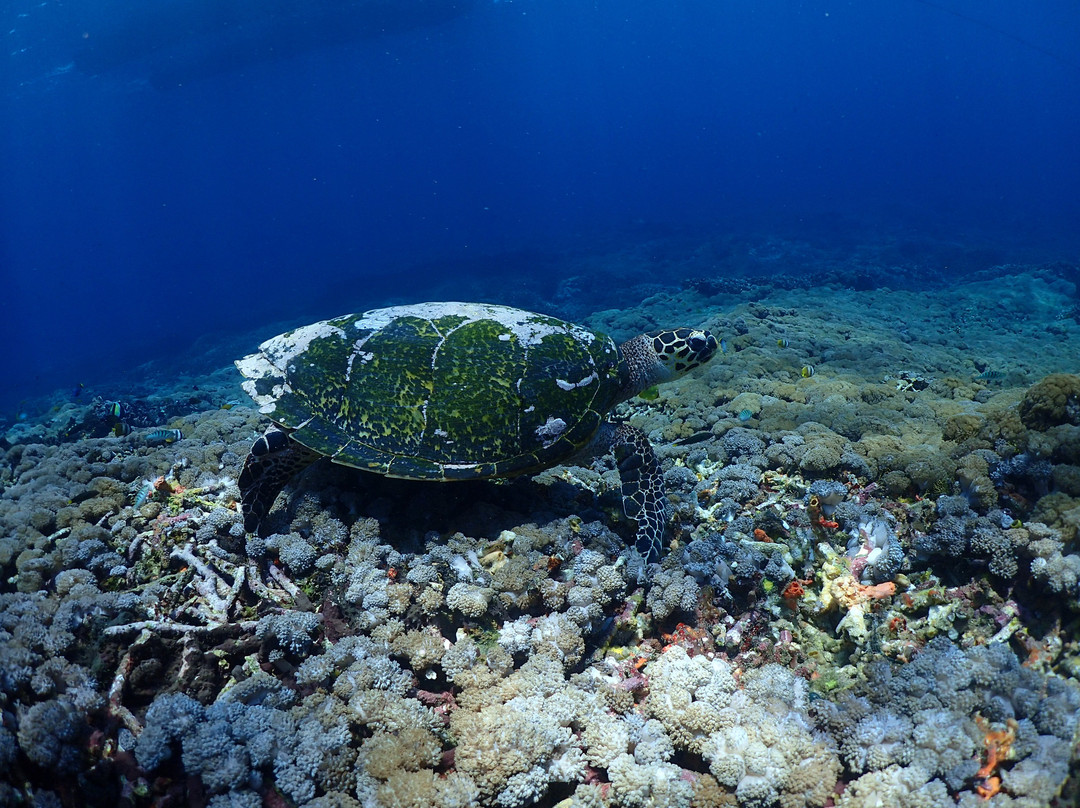 Aquaman Snorkeling Lembongan-蓝梦岛必去景点