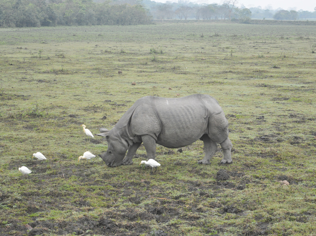 Kaziranga National Park-卡齐兰加国家公园必去景点