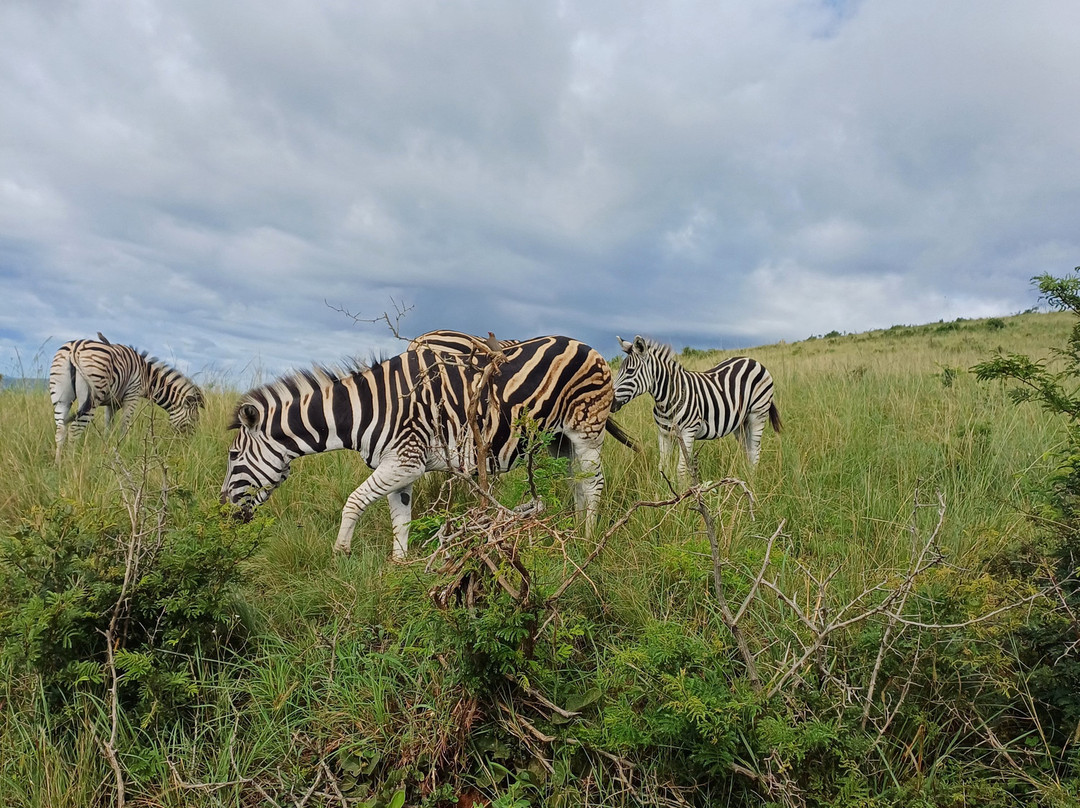 EuroZulu Guided Tours & Safaris-圣露西亚必去景点
