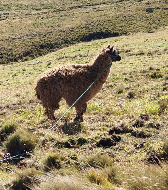 Volcán Chimborazo-Guaranda必去景点