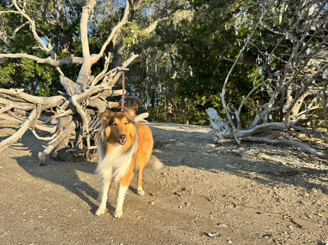 Vereen Memorial Historical Gardens-Little River必去景点