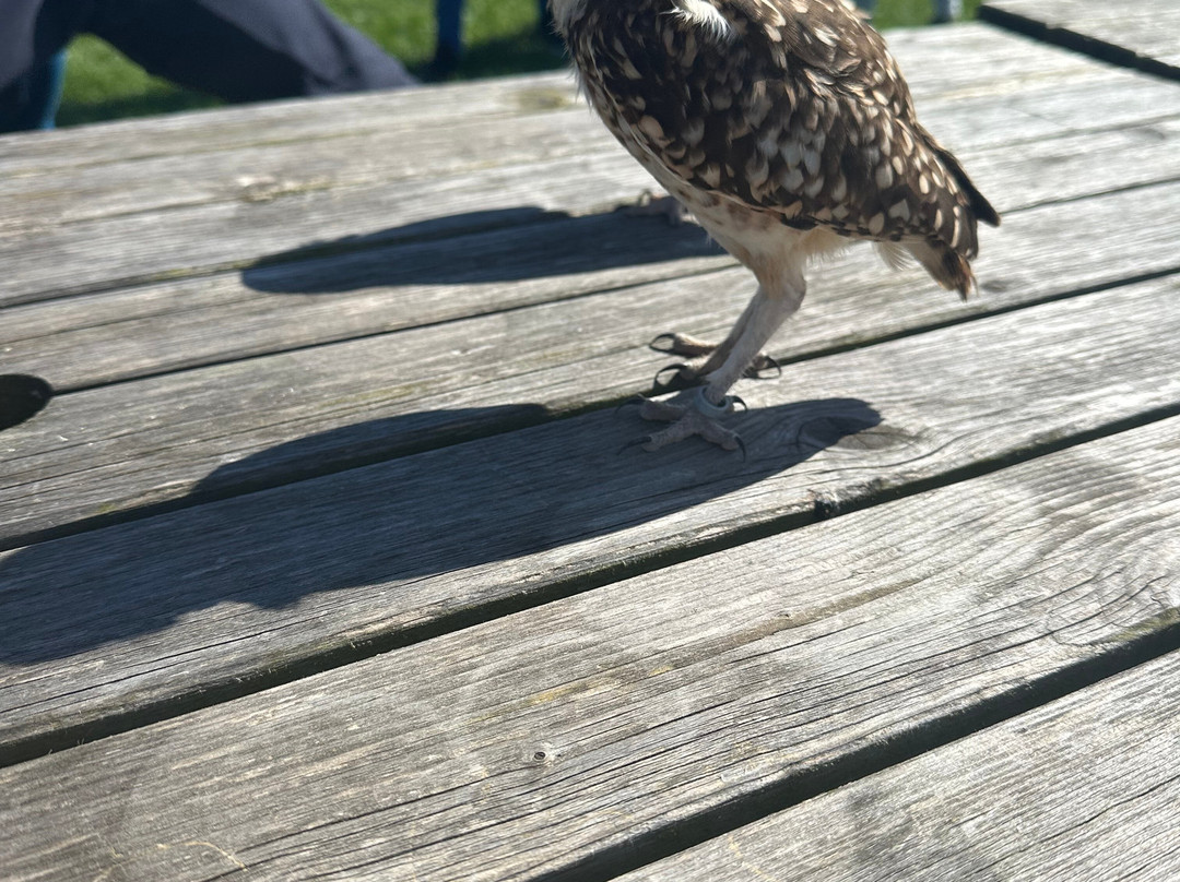 Bird on the Hand Falconry Experiences-Church Langton必去景点