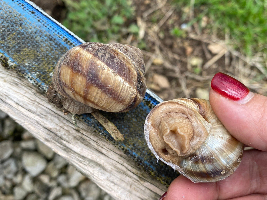 Snail Farm & Restaurant Eco - Telus-Balgarevo必去景点