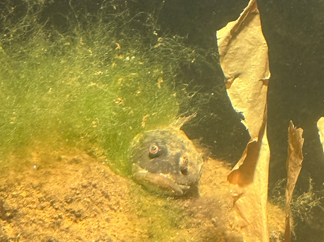 North Sea Aquarium-Vorupor必去景点