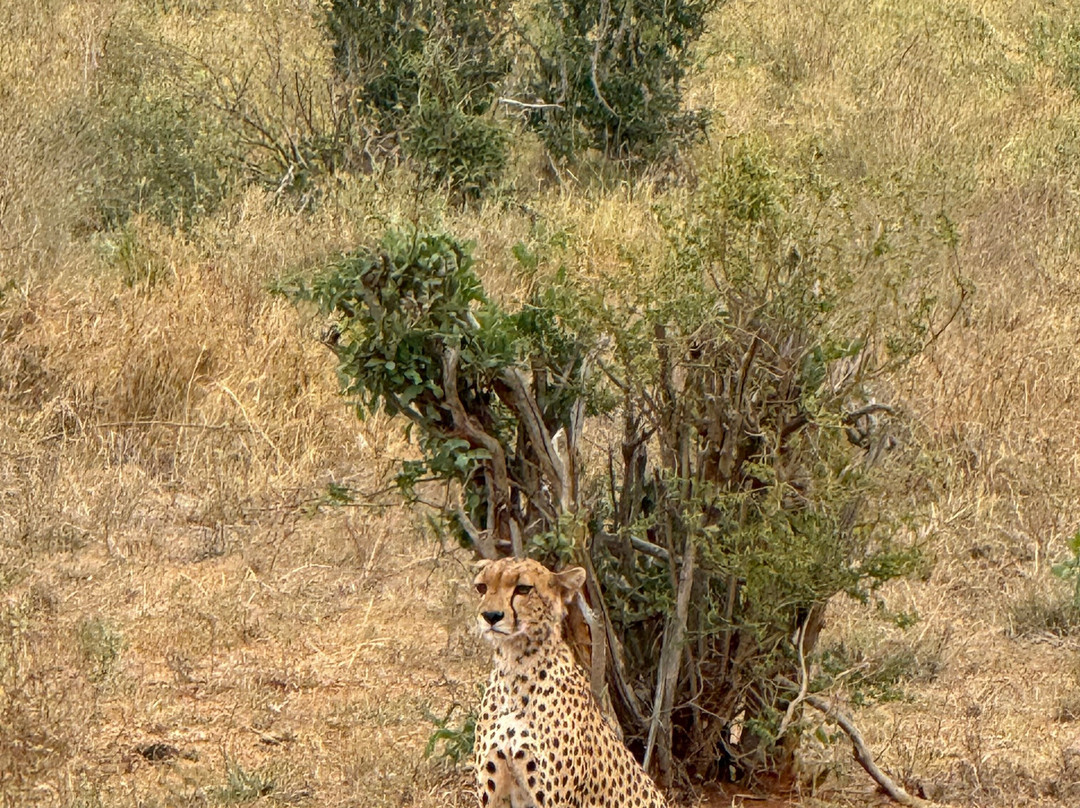 Eddison Safari Kenya-瓦塔木必去景点