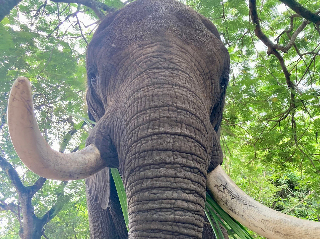 Elephant Whispers-雾观必去景点