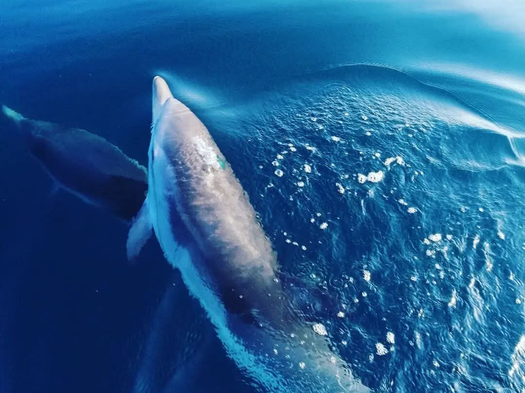 Boat Excursions Taormina-陶尔米纳必去景点