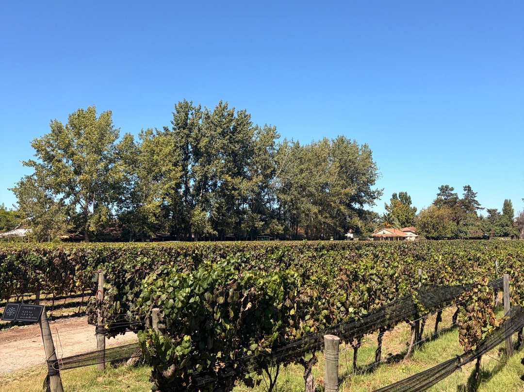 Viu Manent-圣克鲁斯必去景点