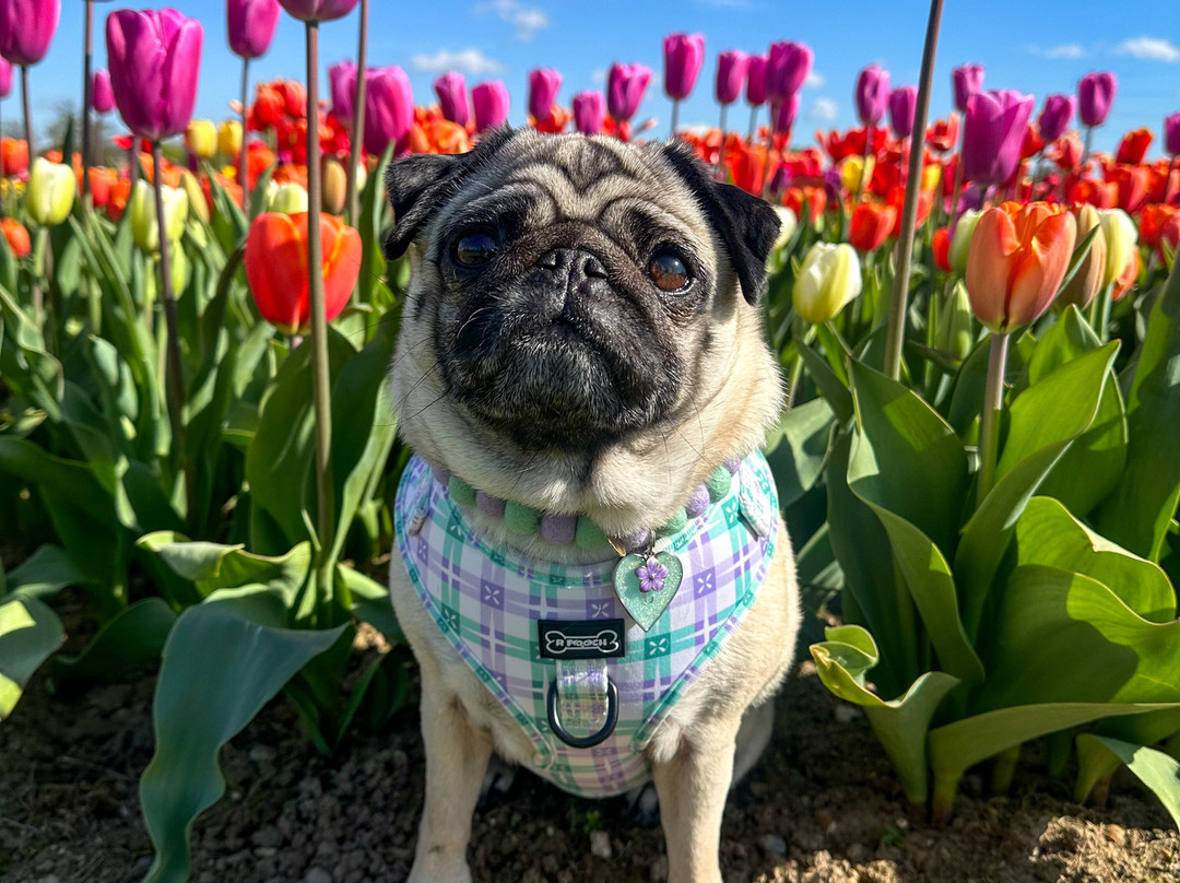 Tulleys Tulip Fields - Hertfordshire-圣奥尔本斯必去景点