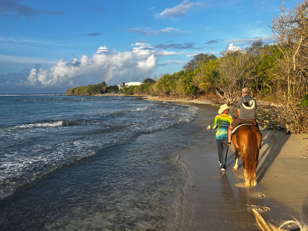 Equus Rides Horseback Riding St. Croix-Frederiksted必去景点